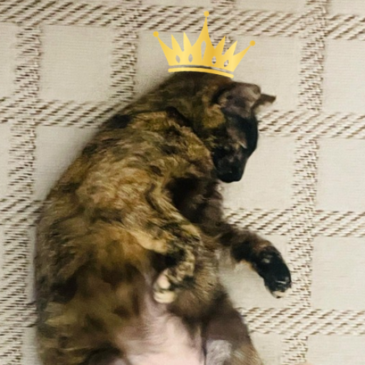 KingNilZzz_avatar