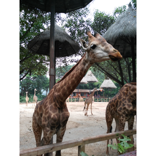 tray_icon #128959 sticker_pack