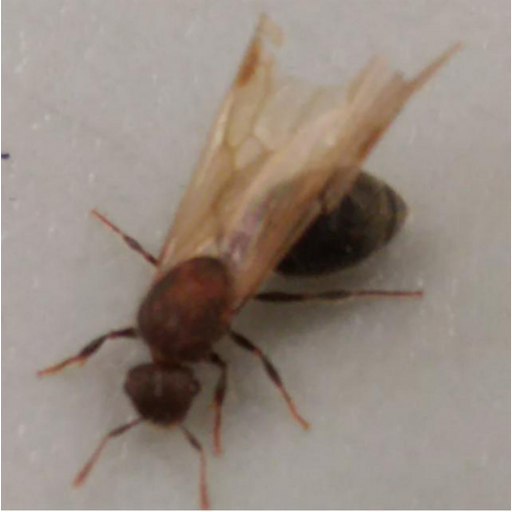 tray_icon #42592 sticker_pack