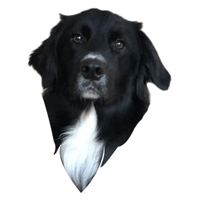 tray_icon