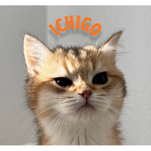 tray_icon #129666 sticker_pack