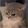 tray_icon