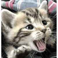 sticker image #15