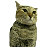 sticker image #12