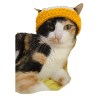 sticker image #6