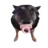 tray_icon #121906 sticker_pack