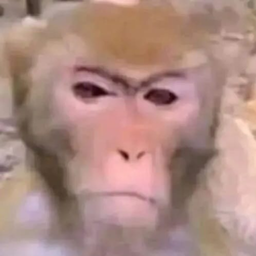 tray_icon #122528 sticker_pack