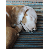 tray_icon #17679 sticker_pack