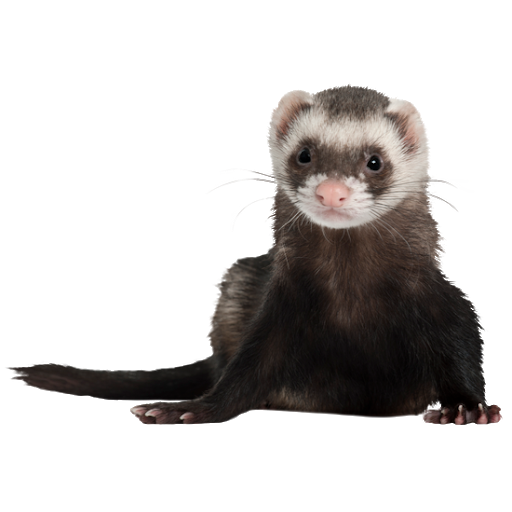 Sticker Maker - Cute ferrets like you