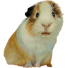 tray_icon