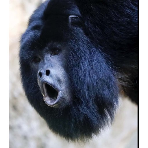 tray_icon #122272 sticker_pack