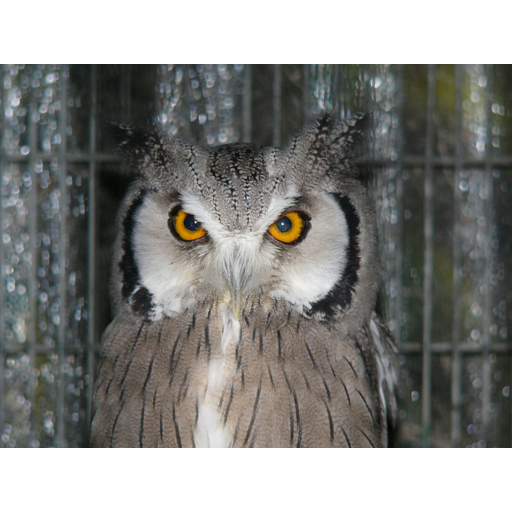 tray_icon #118614 sticker_pack