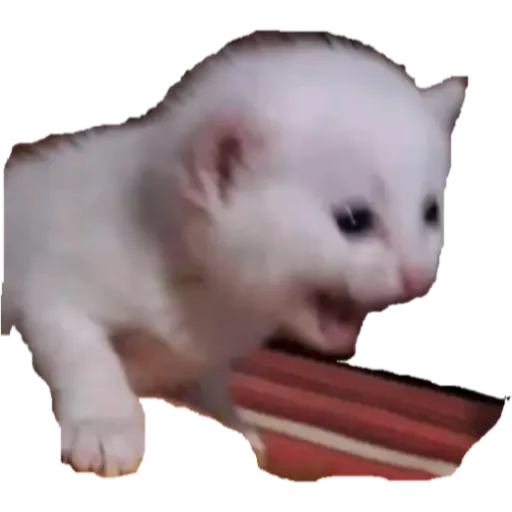 Sticker Maker - gatitos sad