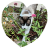 tray_icon #119259 sticker_pack