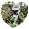 tray_icon #119259 sticker_pack