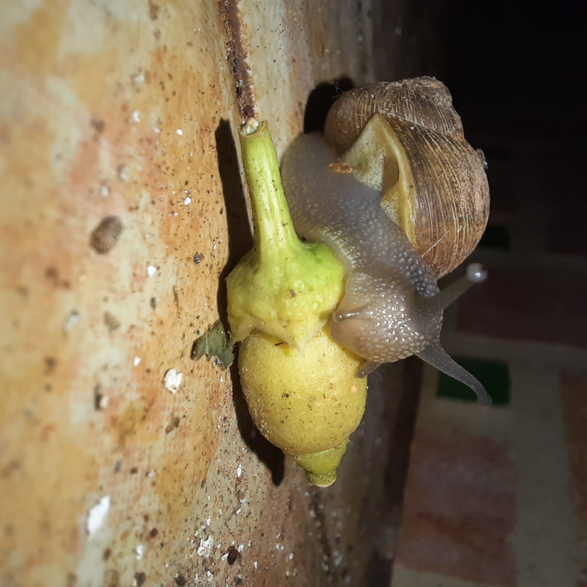 tray_icon #30587 sticker_pack