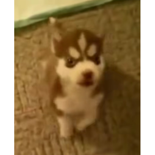 tray_icon #130121 sticker_pack