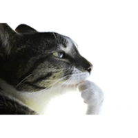 sticker image #21