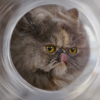 tray_icon