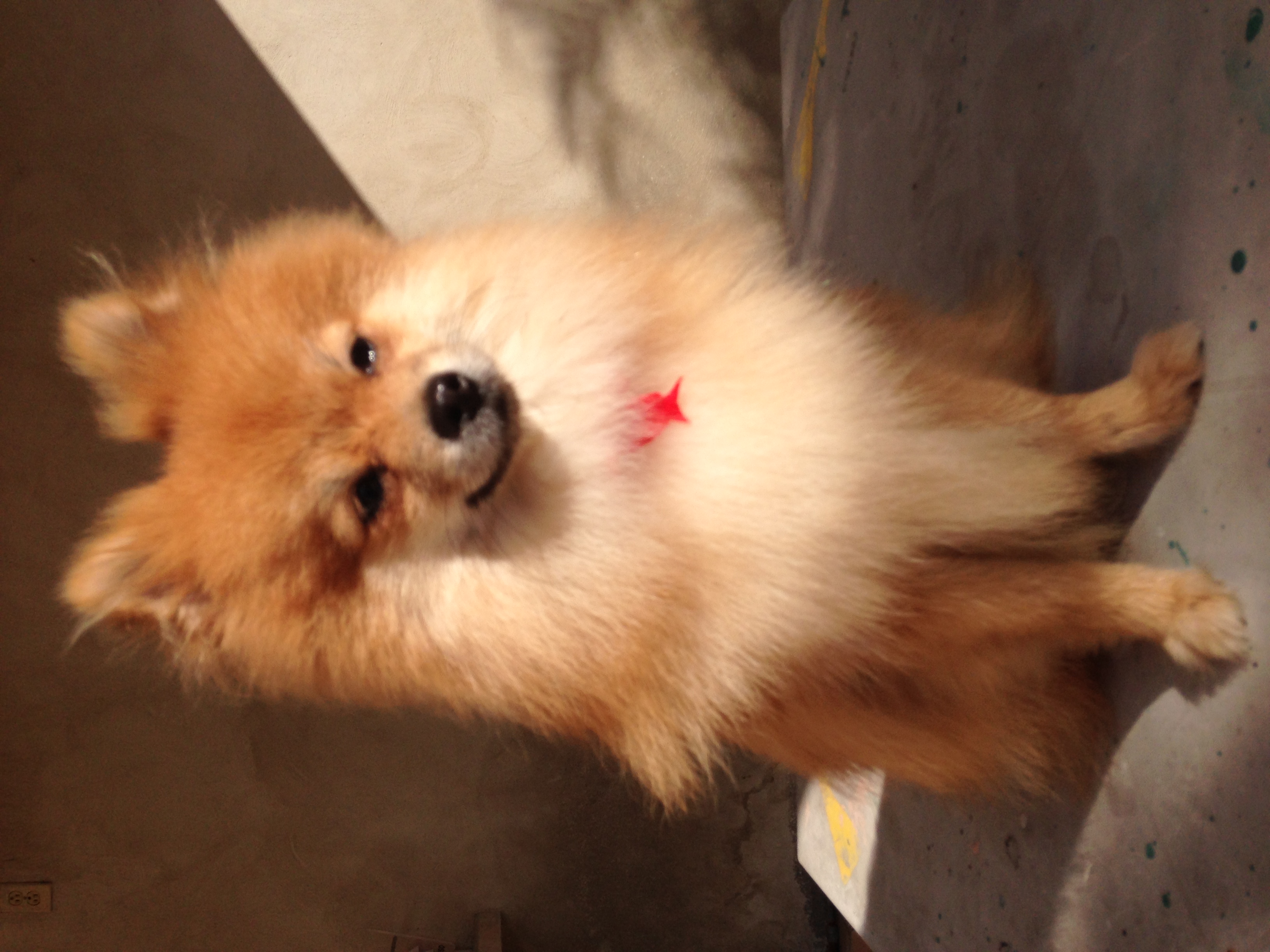 tray_icon #29360 sticker_pack