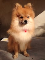 tray_icon