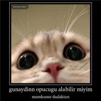 sticker image #6