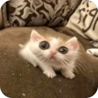 sticker image #10