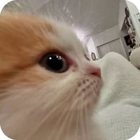 tray_icon