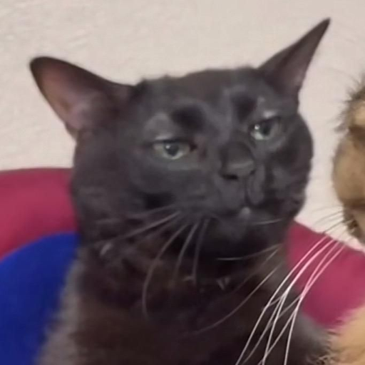 tray_icon #123799 sticker_pack