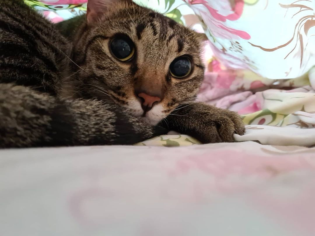 tray_icon #29706 sticker_pack