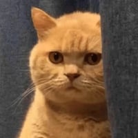 tray_icon