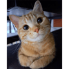 tray_icon #119927 sticker_pack