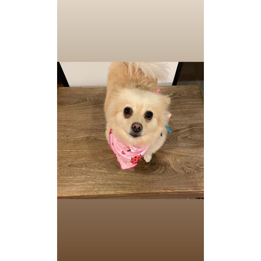 tray_icon #127178 sticker_pack