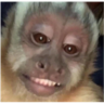 tray_icon