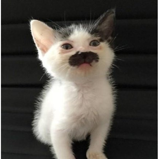 tray_icon #122263 sticker_pack