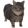 tray_icon #126983 sticker_pack