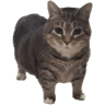 tray_icon