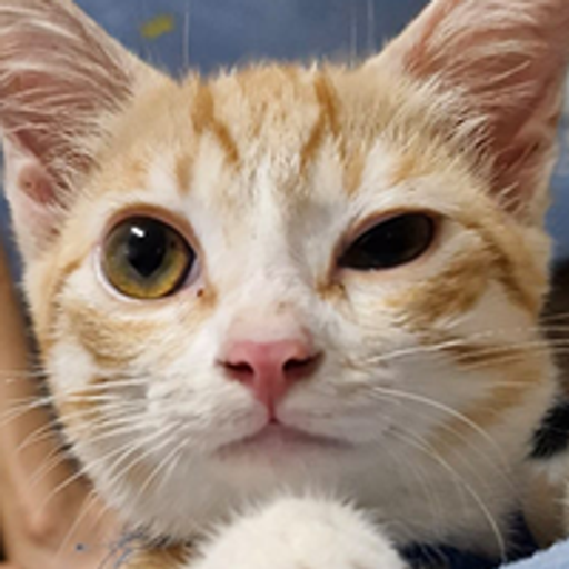 tray_icon #130399 sticker_pack