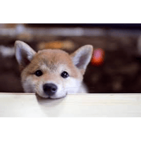 tray_icon