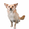 tray_icon #93606 sticker_pack
