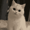 tray_icon