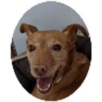 tray_icon