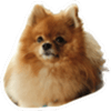 tray_icon #67085 sticker_pack
