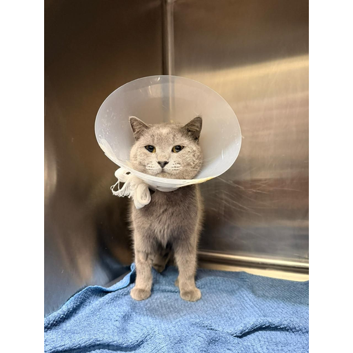 tray_icon #129517 sticker_pack