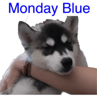 sticker image #13