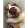 tray_icon