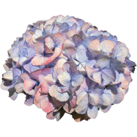 tray_icon