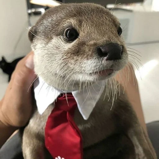 tray_icon #85419 sticker_pack