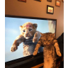 tray_icon