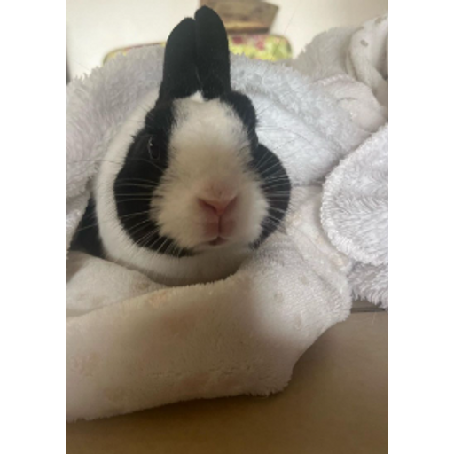 tray_icon #94789 sticker_pack